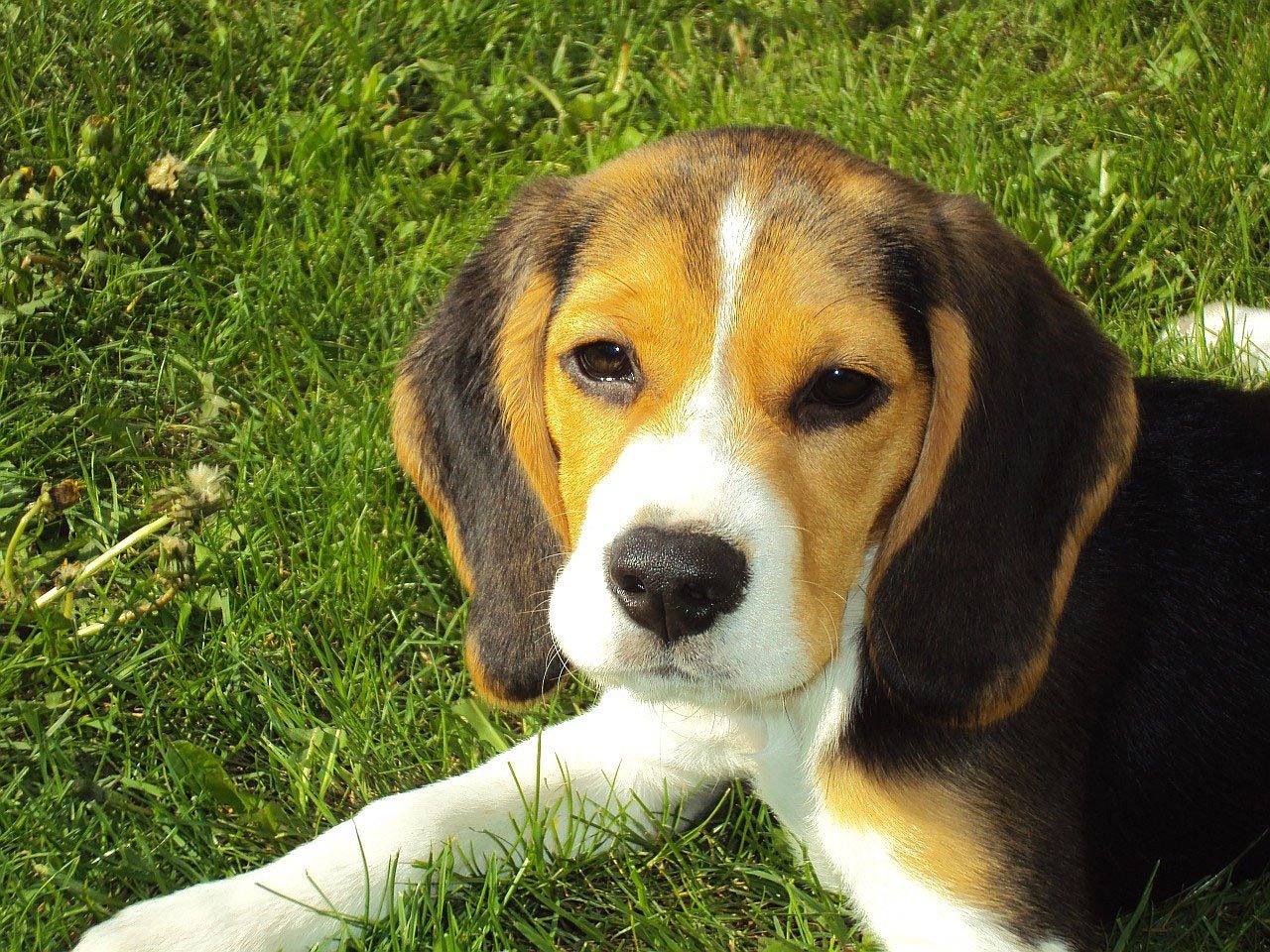Quel destin pour les chiens Beagles de laboratoire?